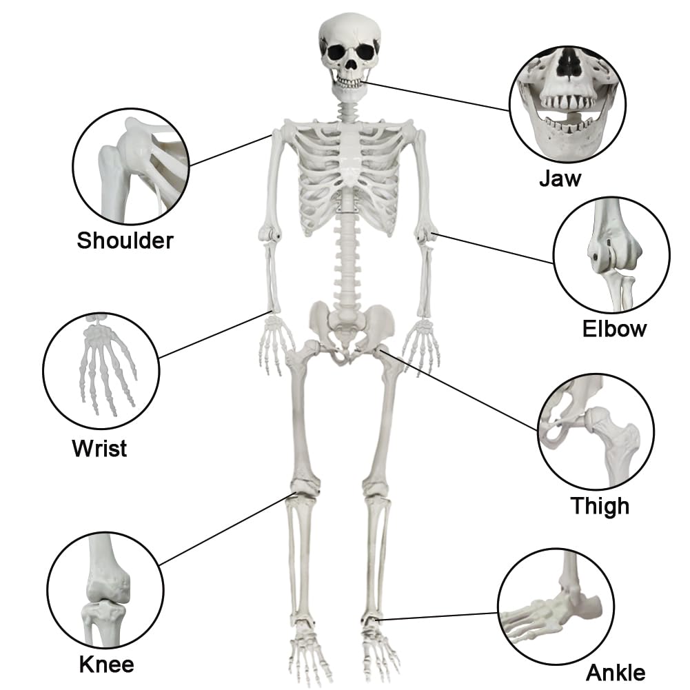 5.9FT Poseable Life Size Skeleton with Movable Joints V594