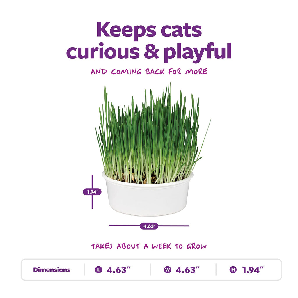 Organic Oat Grass Cat Grass Grow Kit K861
