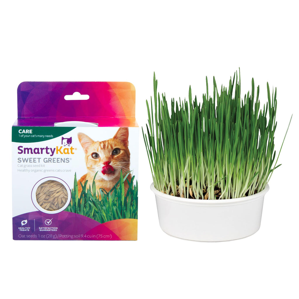Organic Oat Grass Cat Grass Grow Kit K861