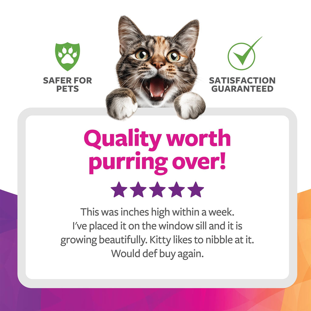 Organic Oat Grass Cat Grass Grow Kit K861