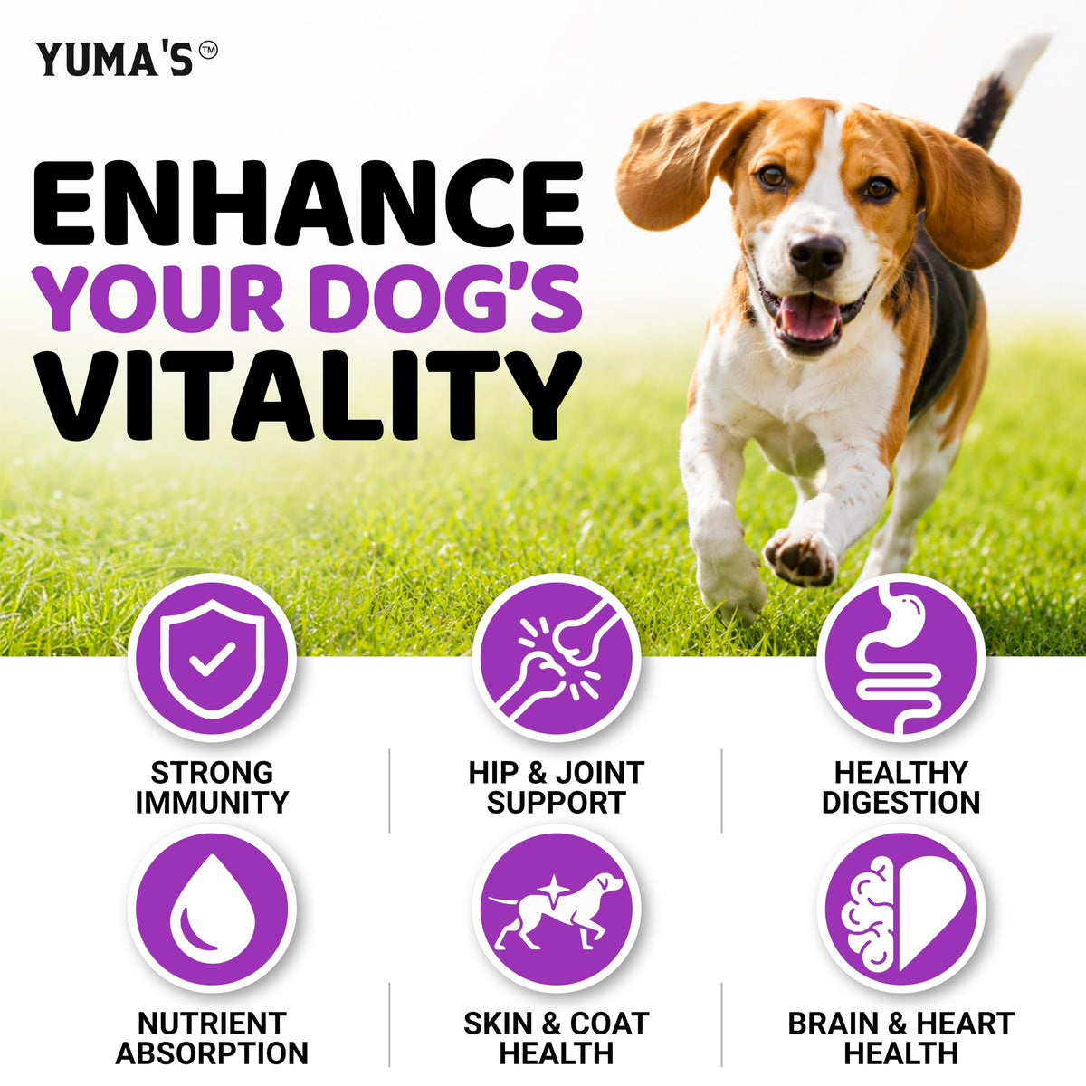 Dog Multivitamin with Glucosamine, 240 Treats Z967491