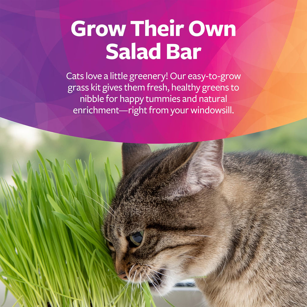 Organic Oat Grass Cat Grass Grow Kit K861