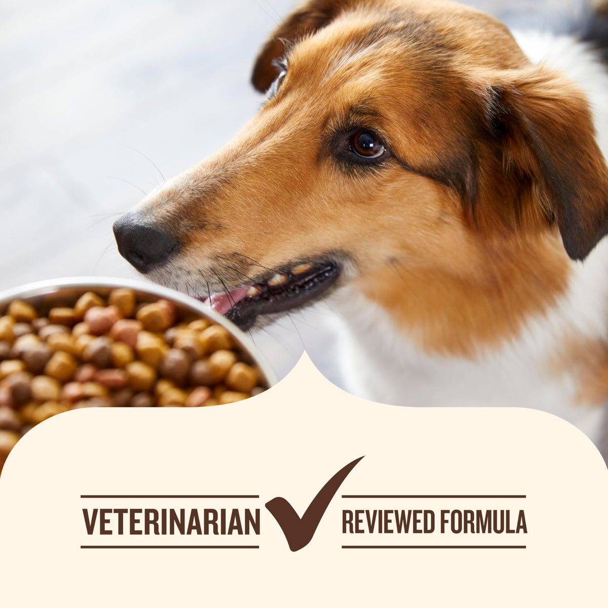 Grain Free Salmon Dry Dog Food 23 lb. Bag A4582