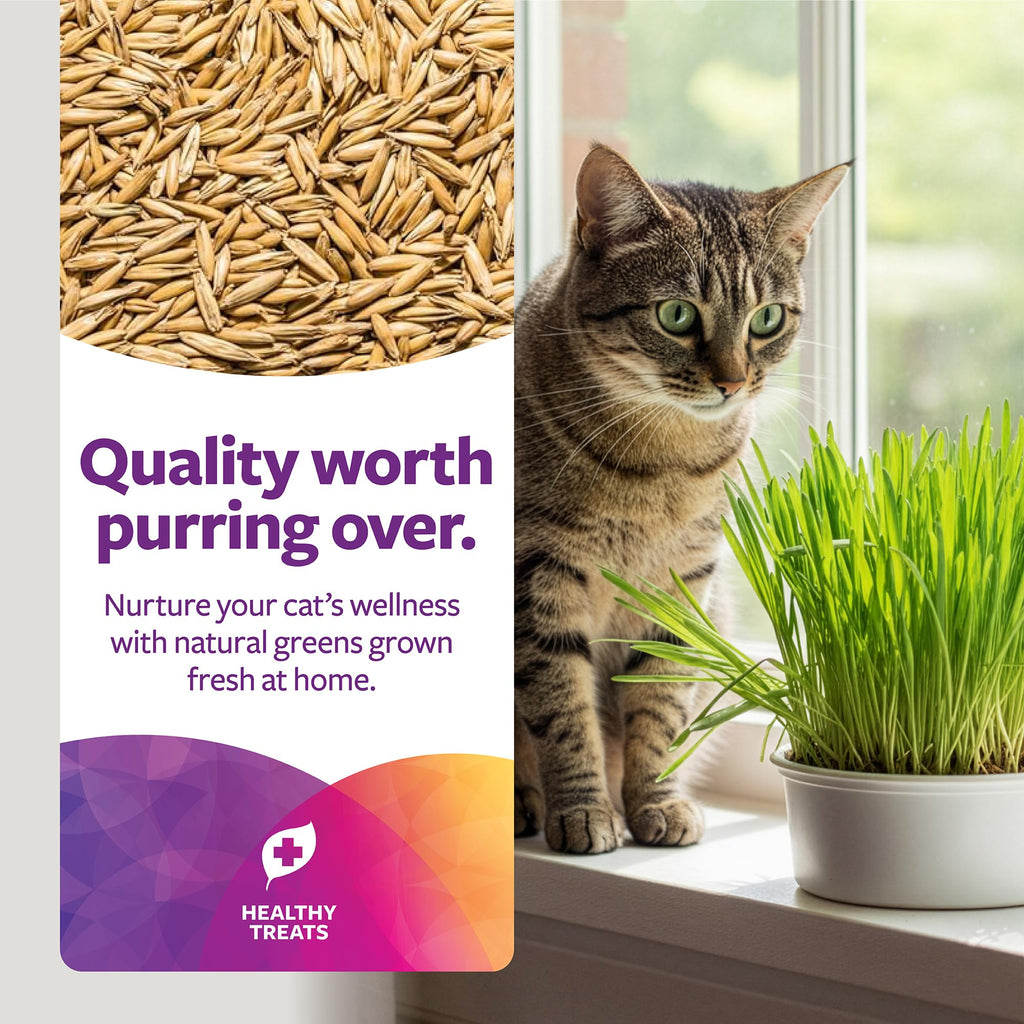 Organic Oat Grass Cat Grass Grow Kit K861
