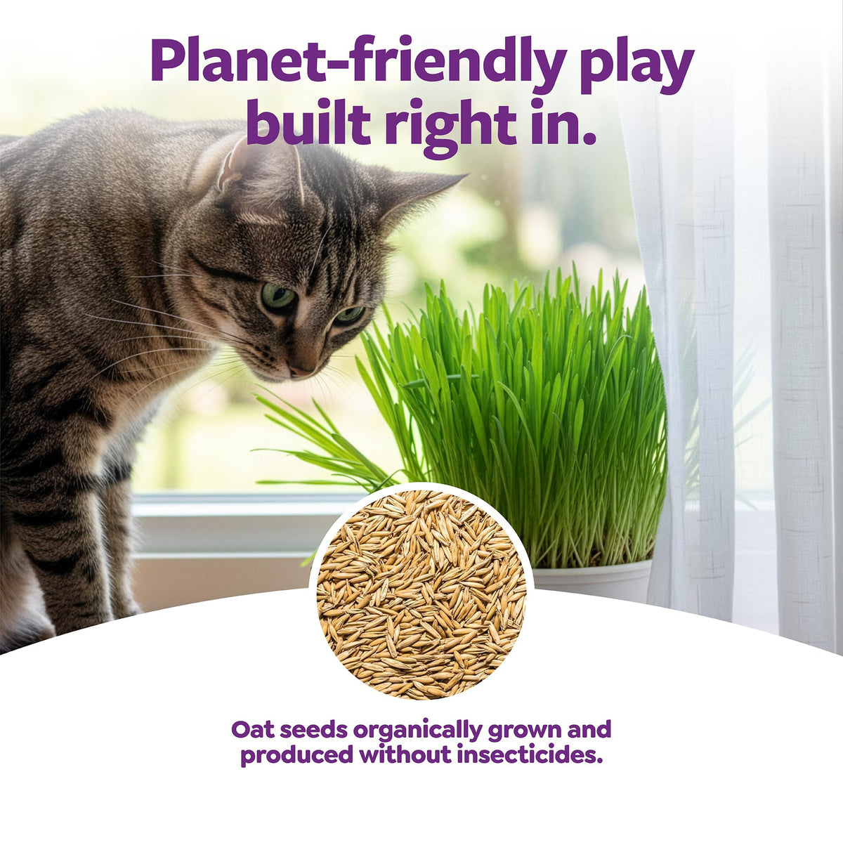 Organic Oat Grass Cat Grass Grow Kit K861